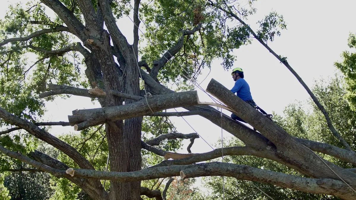 Professional Crown Thinning performed by certified arborists in Grantsboro