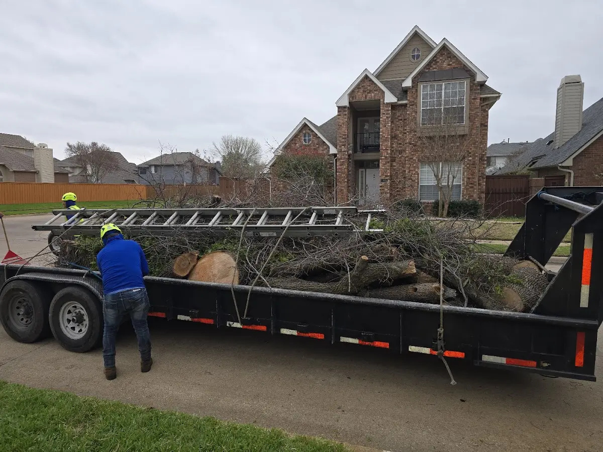 Expert Deadwooding with proper safety equipment in Grantsboro